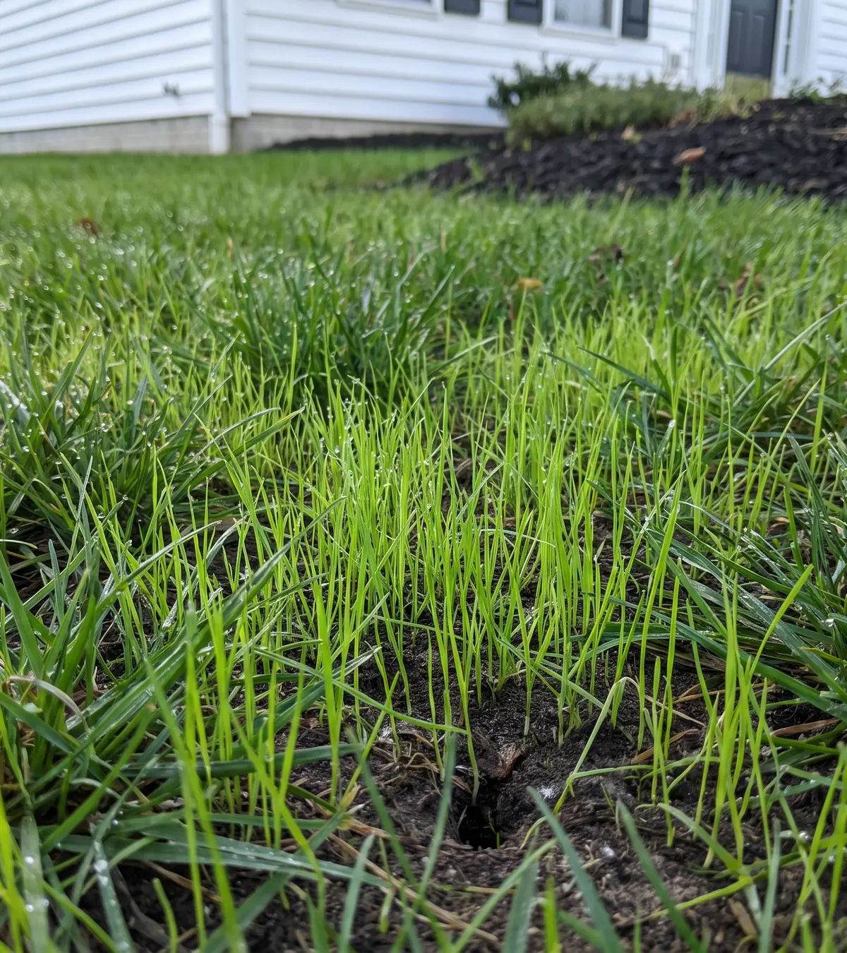 New grass seedlings coming up between older blades