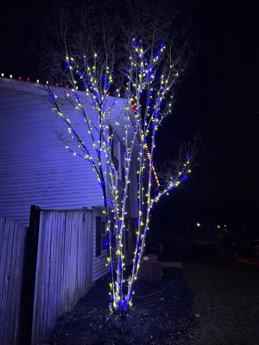 A bare tree wrapped in blue and white lights at night