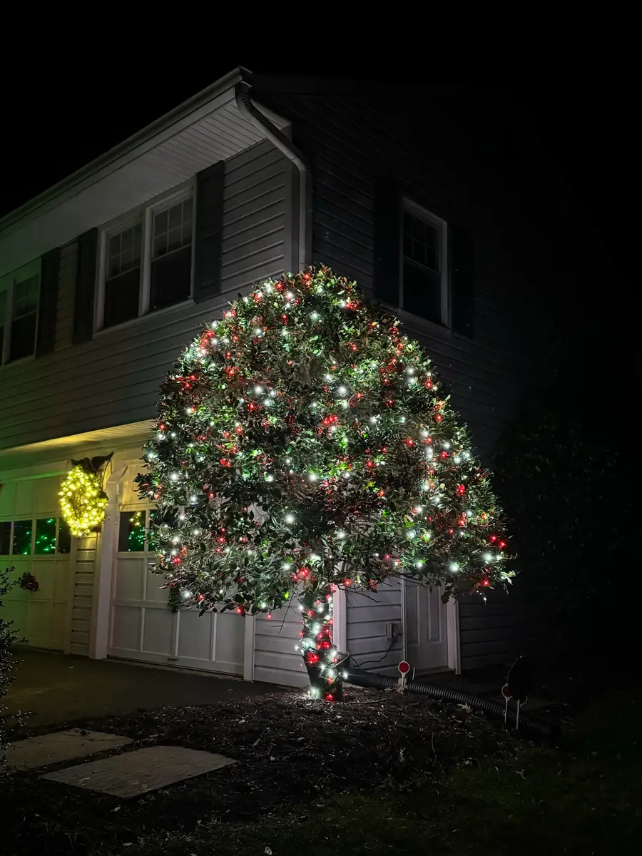 A round tree canopy filled with red, green and white lights beside a house